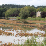 31 Days in Oregon: Vernonia Lake