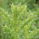 Pacific NW Plants: Canada Thistle