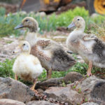 3 Little Ducklings