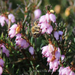 Creating a Heather Haven
