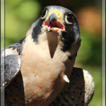 Birds of 2013: Weeks 38 and 39