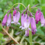 Pacific NW Plants: Pacific Bleeding Heart