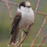 Birds ’round Here: Gray Jay