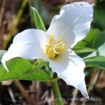 Pacific NW Plants: Western Trillium