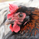 Black Copper Marans