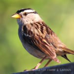 Birds ’round Here: White-crowned Sparrow