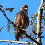 Birds ’round Here: Red-tailed Hawk