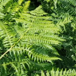 Pacific NW Plants: Bracken Fern