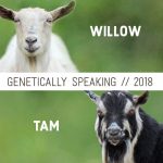2018 Willow & Tam Breeding