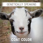 Goat Coat Color