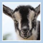 2018 Goats for Sale