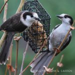 Making Suet Blocks