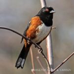 Birds ’round Here: Spotted Towhee