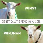 2019 Bunny & Wingman Breeding