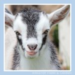 2019 Goats for Sale