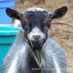 Our Nigerian Dwarf Goat Herd: Wander