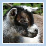 2021 Nigerian Dwarf Goats for Sale